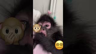 Its so cute man I love monkeys cutest tings on the planet bro