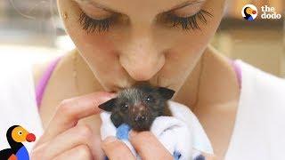 Woman Rescues Bats That Help Her Fight Anxiety | The Dodo