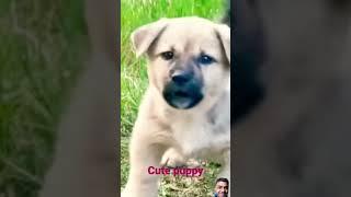 Cute dog #mojmasti #funny #comedy# #shorts#video