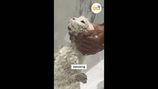 Introducing PawSpace Doorstep cat Grooming #grooming  #petgrooming #petgroomer #cat #catgrooming