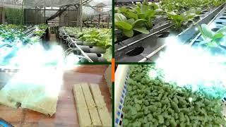 intro naiko hidroponik #naikohydroponik