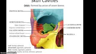 Anatomy 32 Lecture, Chapter 7 Part 1