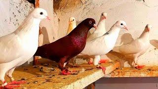 Кормлю голубей зерносмесь с льняным маслом и специями/Pigeons butter and spices