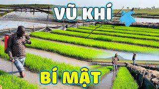 Thế Nhân || Bón Siêu Lân Từ Việt Nam Giúp Cây Mạ Đạt Được Trạng Thái Tốt Nhất Trước Khi Cấy