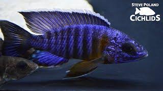 Wild Caught African Cichlid Unboxing