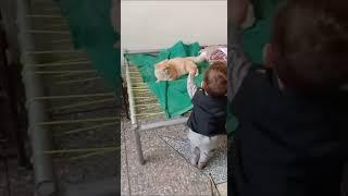 Watch Tom Cat Playing With Kid | Cats Videos For Kids | Tom Cat Videos