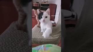 Котик #забавныеживотные #смешныеживотные #киса #котики #котикивидео