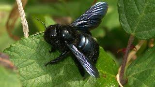 Carpenter Bee | Пчела-плотник (Xylocopa valga) - насекомые России