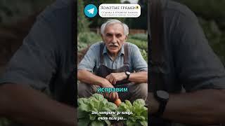 Весенняя ошибка, из-за которой лук не растёт #лук #огород #грядки #подкормка #дача #удобрения #азот