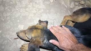 Working with the Really Scared Dog! She’s Showing Progress - Takis Shelter