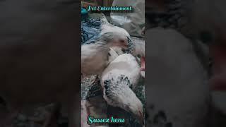 Sussex Hen/Sussex chickens/ring birds/Sussex farming/light Sussex heritage breed/Sussex price#shorts