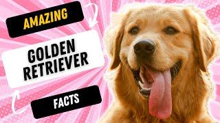 3 FASCINATING FACTS ABOUT THE GOLDEN RETRIEVER