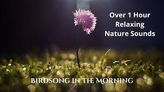 Birdsong in the Morning | Over 1 Hour Relaxing Nature Sounds | Download (FLAC & MP3)