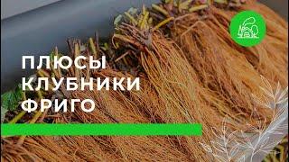 Технология фриго для клубники