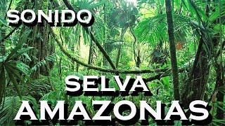 SONIDO-de selva AMAZONAS