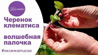  Черенок клематиса – волшебная палочка от Nina Petrusha channel Clematis TV- часть 2