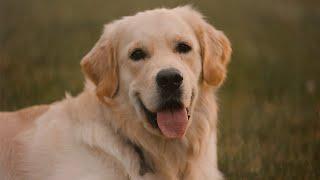 a video for my dog's first birthday