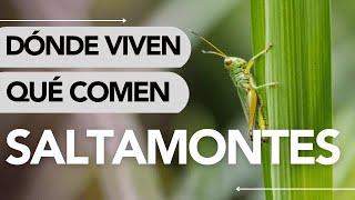 Dónde VIVEN los SALTAMONTES y QUÉ COMEN  ¡SORPRENDENTE!