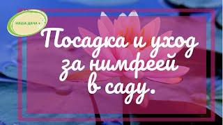 Нимфея в саду. Посадка, уход. Организация пруда с минимальными затратами. Видищев Геннадий