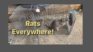 Baking Soda vs Rats - Does Baking Soda Actually Kill Rats?