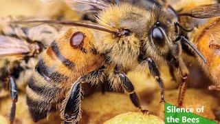 All about the Bees (Nature Documentary, Full Length)