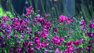 Purple Flowers