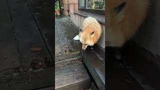 Алиса терроризирует Игниса #животные #лисяо #fox #лиса
