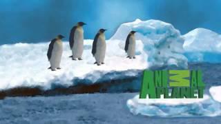 Animal Planet TV Identity