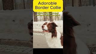 Border Collie - The Most Intelligent Dog #shorts #bordercollie  #dog #dogtraining #dogintelligent