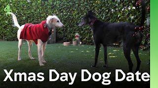 Will it be love at first sight when Georgia the Saluki meets Mona the Lurcher? | The Dog House 