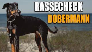 Dobermann Rassecheck  - Rasseportrait, Rassebeschreibung, Informationen zur Rasse Dobermann