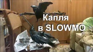 Ворона Капля купается в SlowMo