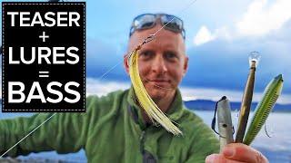 Deadly Teaser Rig with Lures for Bass - Why & How. Seabass Fishing Ireland