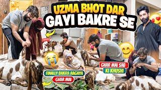 Uzma Bhot Dar Gayi Bakre SeFinally Bakra Aagaya Ghar MaiGhar Wale KhushAman’s Family