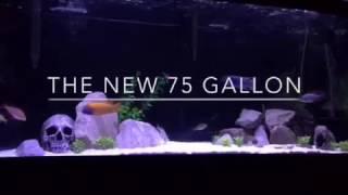 75 Gallon African Cichlid Tank