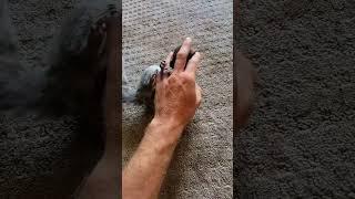 Adorable Squirrel Playing and Rolling Around #shorts