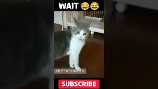  #shorts cats funny reactions and cute cara #catvideos