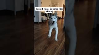 My Husky is Full Time Entertainment #huskyworldwide #huskyworld #huskyindia #itsahuskything #dogs