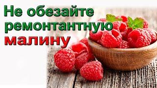 Не обрезайте ремонтантную малину!