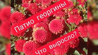 #ПАТИО  георгины# выращивание в горшках и грунте#