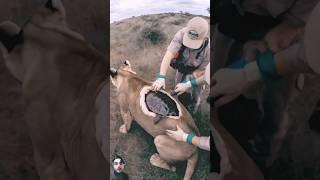 OMG  Turtle Scue in the Lion back #wildlife #shorts #shortsviral