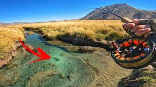 Big Spring Creek Trout on Dry Flys!  It Pays to be Patient!