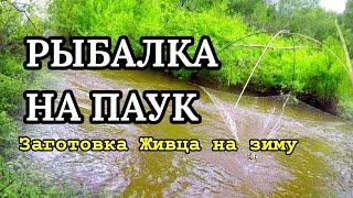 Рыбалка на Паук! Ловля Живца на малявочник (паук) подъемник в Беларуси