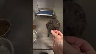 Ace has sat in the shelter due to his behavior, we all know little dogs are sensitive in Modesto CA