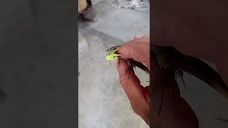 Scary lizard  / საშიში ხვლიკი #ხვლიკი #nature #caucasus #wildlife #wildnature
