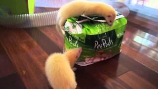 Girls Playing with Pee Pads