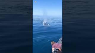 Whale Sounds ( Blue whale blow hole )   (1)