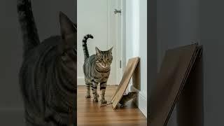 Cat vs Mouse: The SHOCKING Ending!  #Shorts