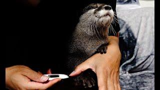 The otter is quietly being measured for health check [Otter life Day 258]【カワウソアティとにゃん先輩】