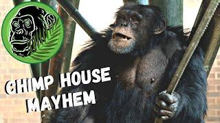 Exhausted Chimp Panting | Dispute In The Chimp House